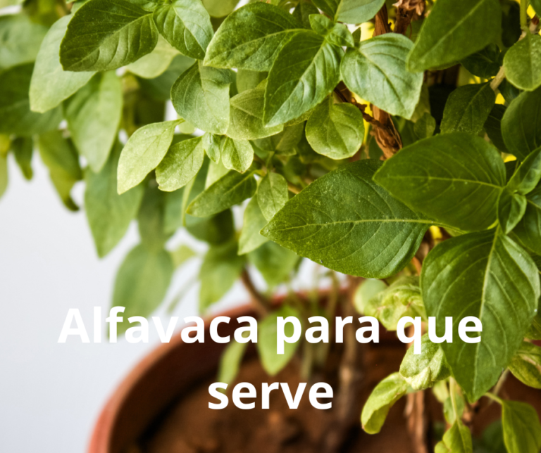 Alfavaca para que serve. - Nature Boa Saúde