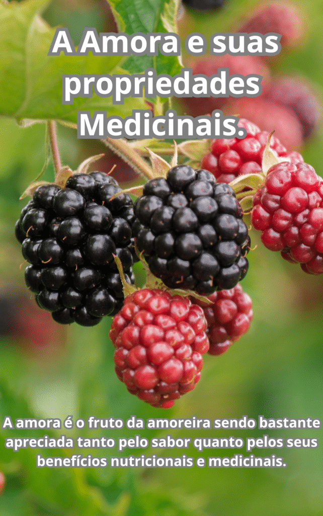 A Amora e suas propriedades Medicinais