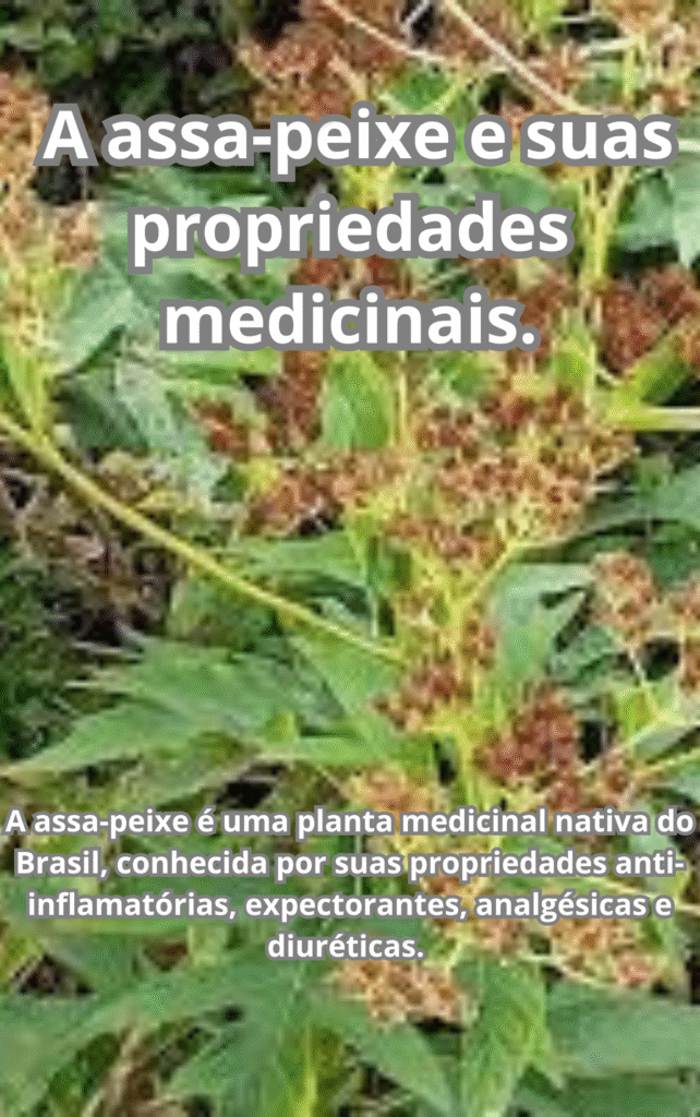 A assa peixe e suas propriedades medicinais
