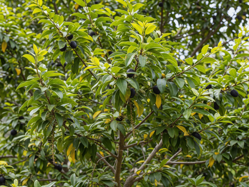 Amoreira: Suas Propriedades Medicinais: