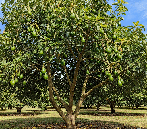 Abacateiro e suas propriedades medicinais: Uma Jornada Além do Fruto. 53 Abacateiro e suas propriedades medicinais: Uma Jornada Além do Fruto.