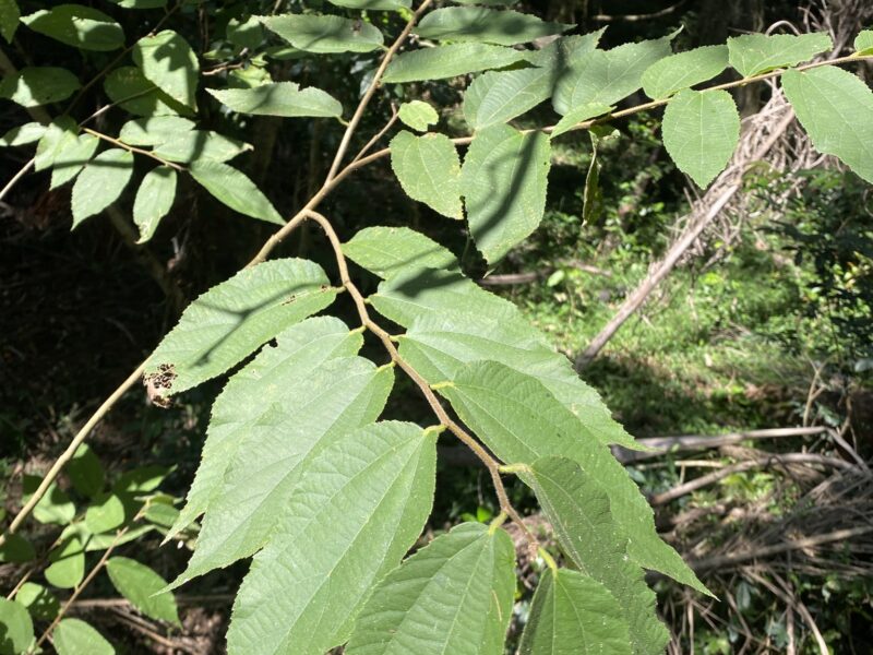 Açoita Cavalo na medicina natural.