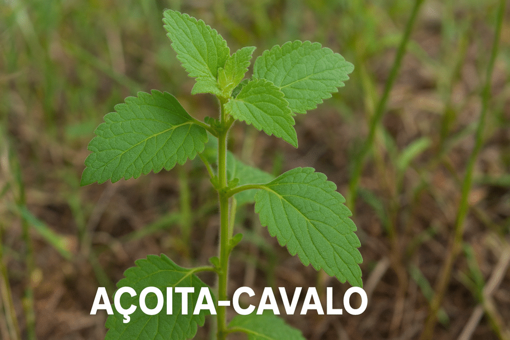Açoita-cavalo-benefícios 9 nature 12