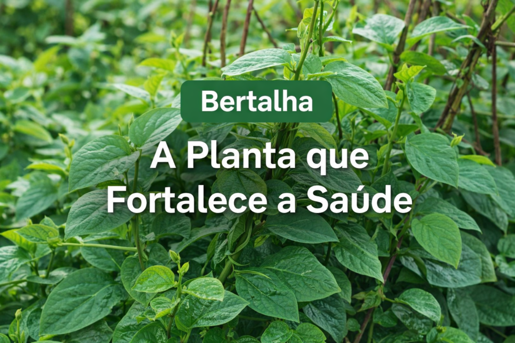 O que é a bertalha,