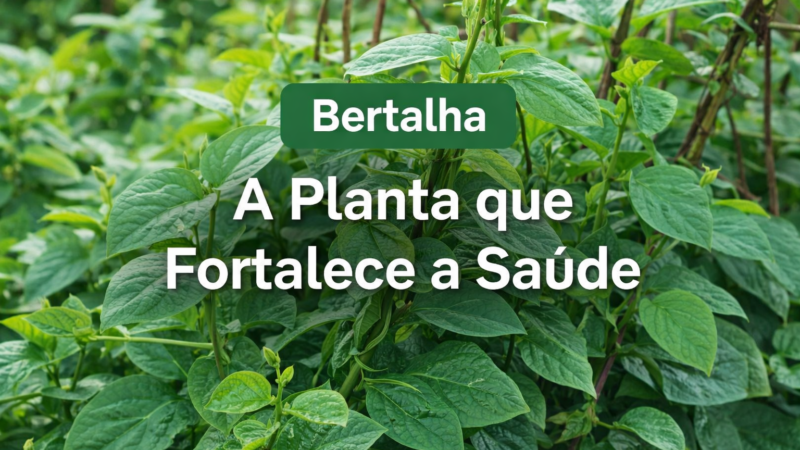 Bertalha: A Planta que Fortalece a Saúde.